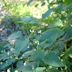 solanum americanum